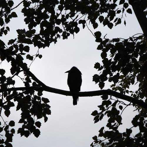 Photo #11922062