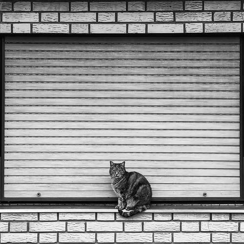 Photo #11923158