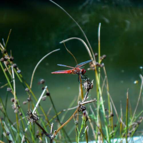 Photo #11923444