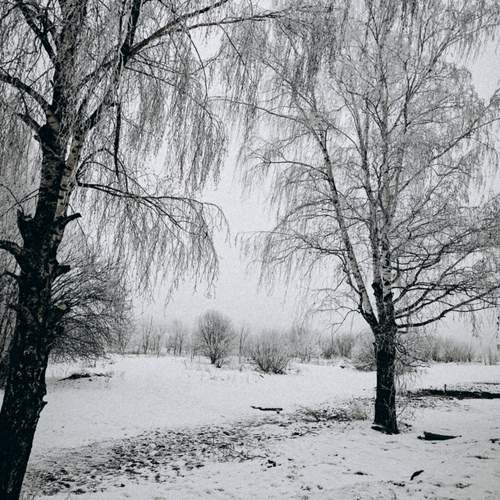 Photo #11923789