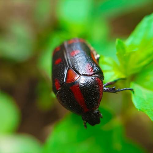 Beetle cousin