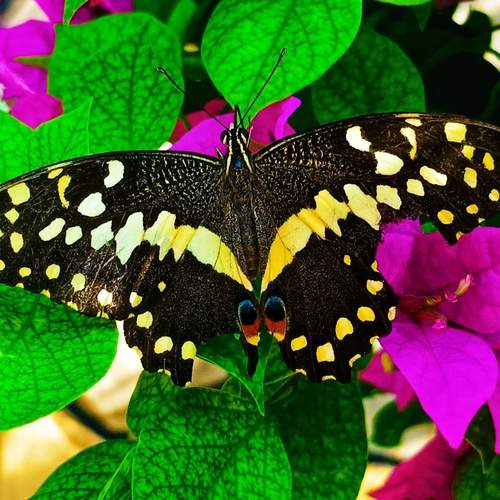 Butterfly