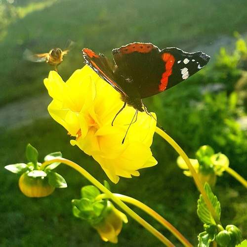 Photo #11924061