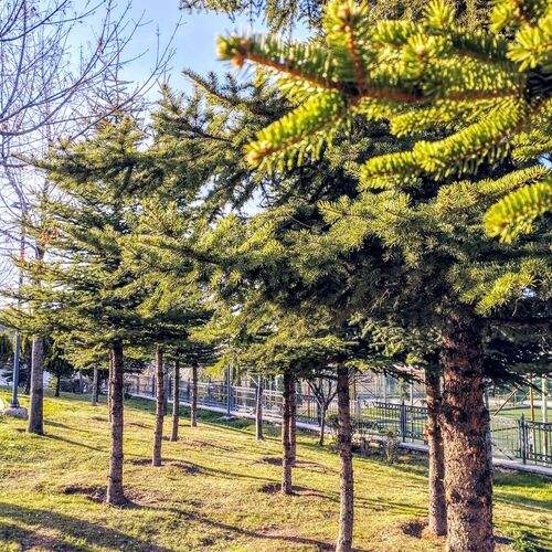 Photo #11925439