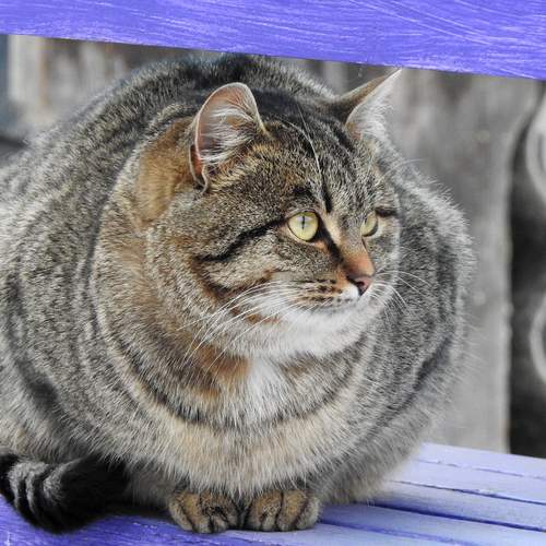 Photo #11926694