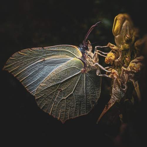 Photo #11927752