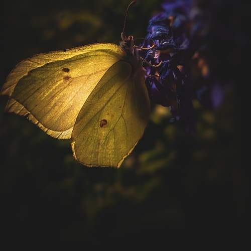 Photo #11927753