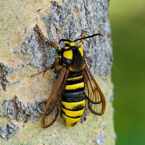 Photo #11927967