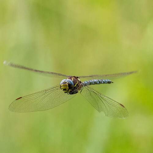 Photo #11928004