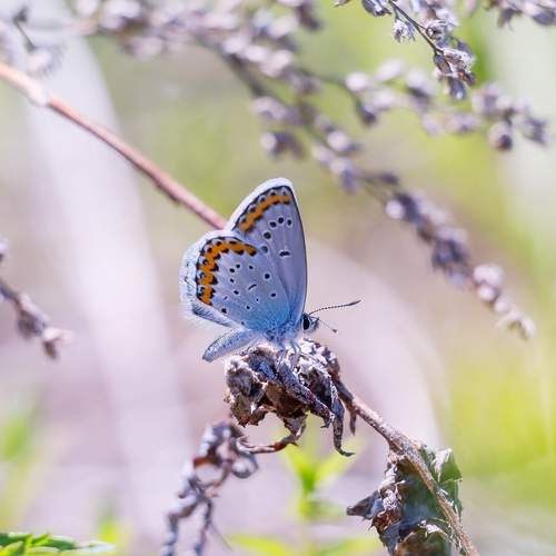 Photo #11928086