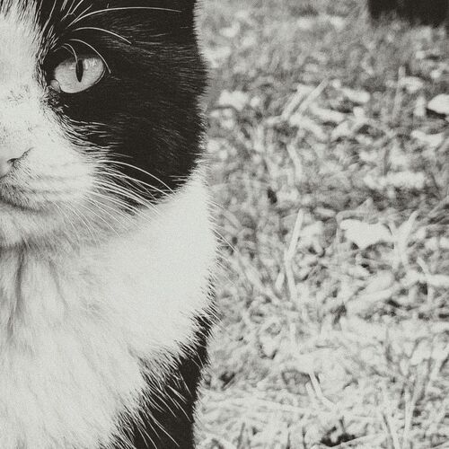 Photo #11929488