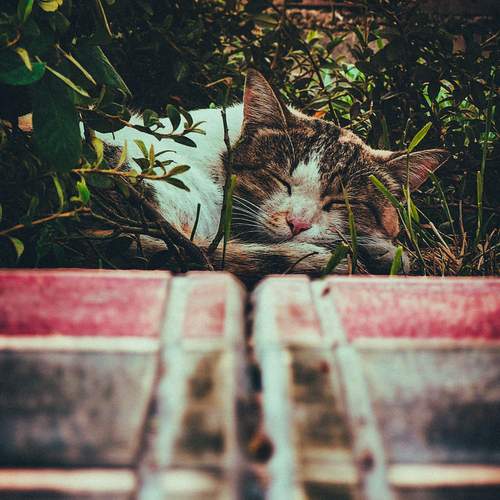 Photo #11929528