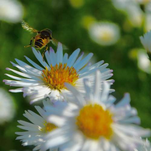 Photo #11929793