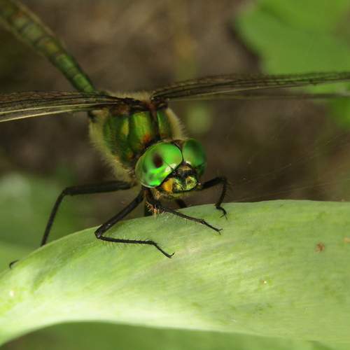Photo #11930832
