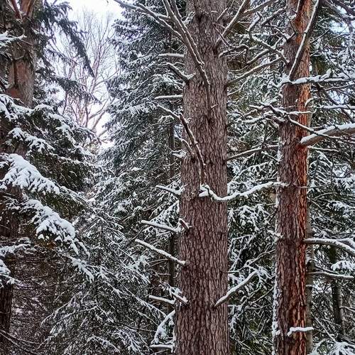 Photo #11931501