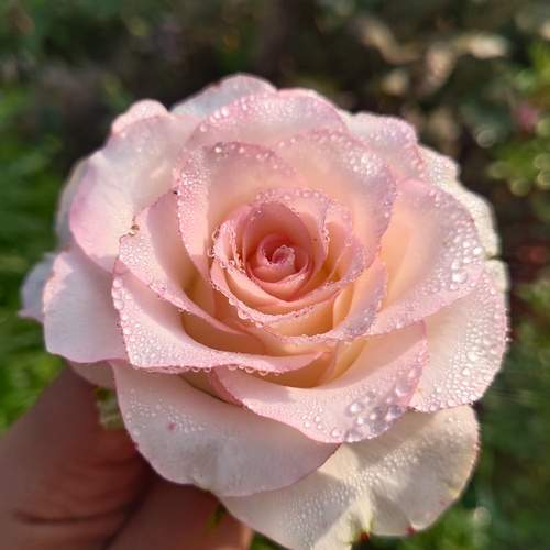 Photo #11932102