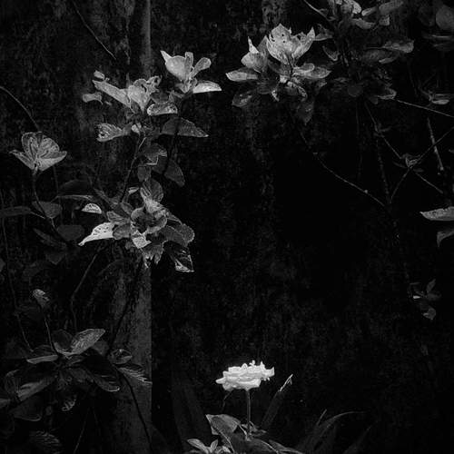 Photo #11933125