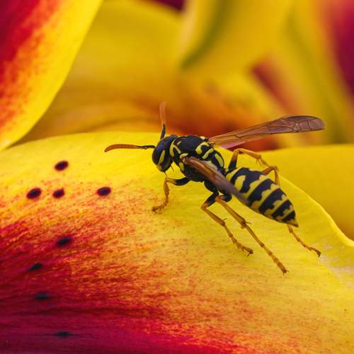 Фотография #11933138