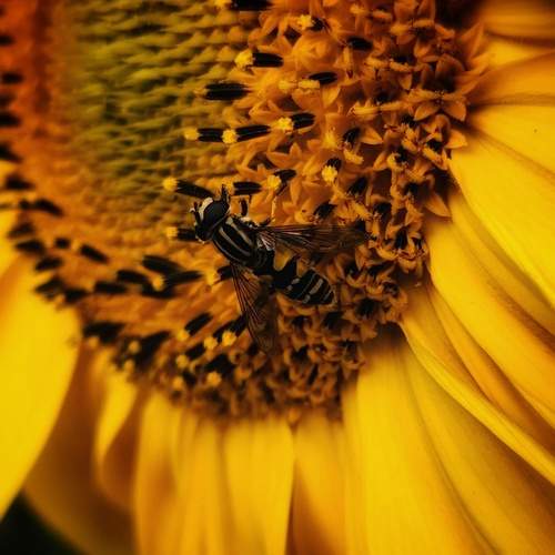 Photo #11933465