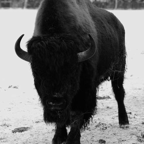 Photo #11933872