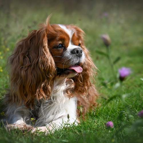 Photo #11934072