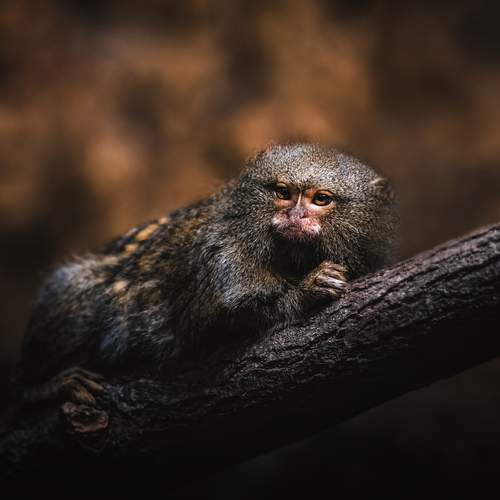Photo #11934236