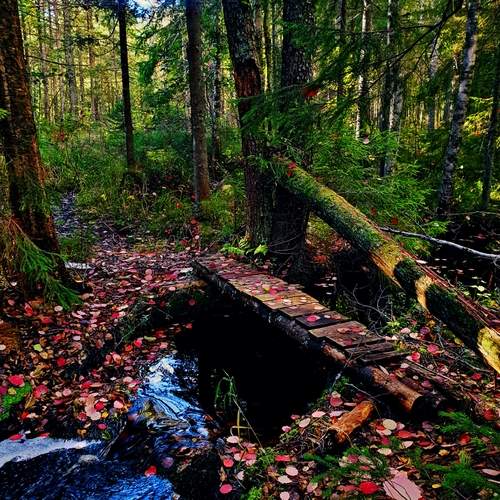 Photo #11934716