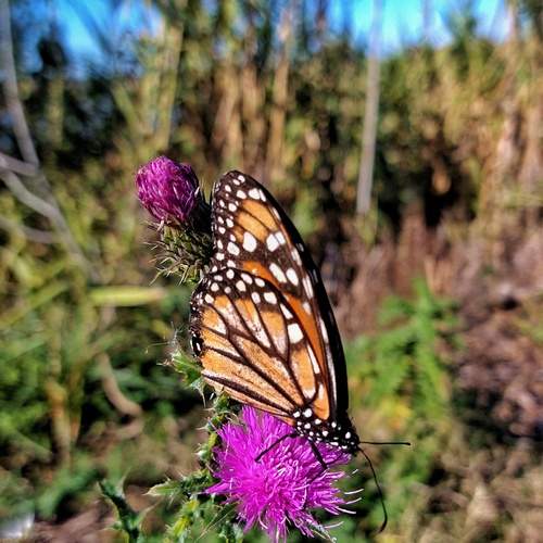 Photo #11935021