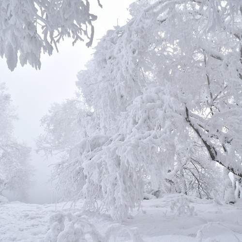 Photo #11936781
