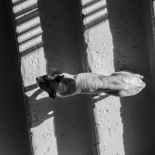 Photo #11936826
