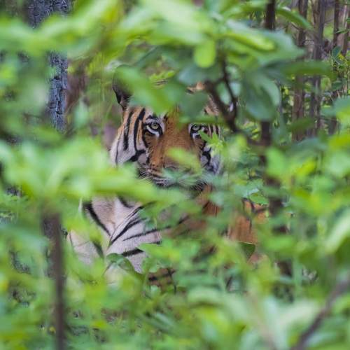 HIDE AND SEEK
