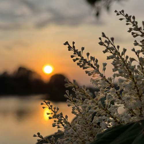 Flowers and sunset