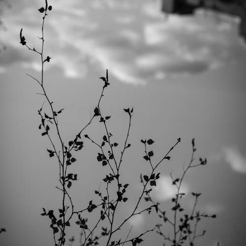 Photo #11942196