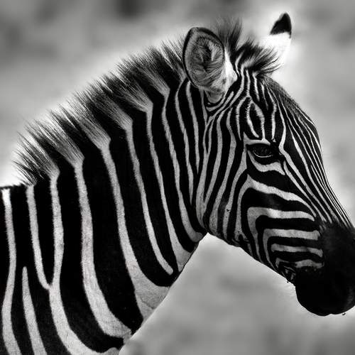 'Black and' White zebra