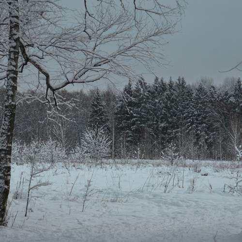 Photo #11943421