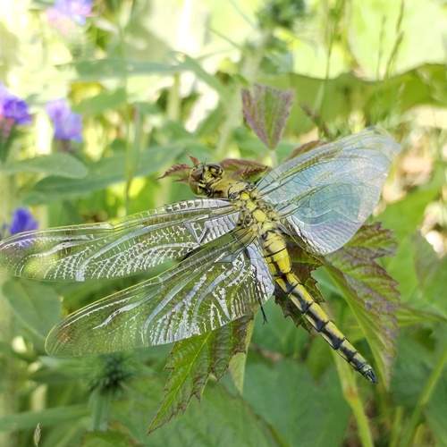 Photo #11943675