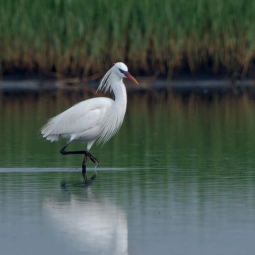 Photo #11944076