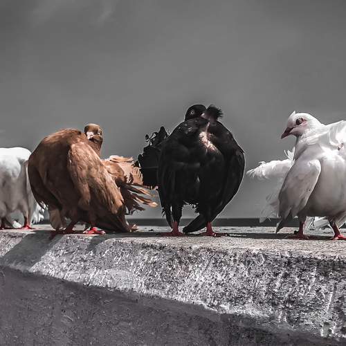 Pigeons Gangsta Band