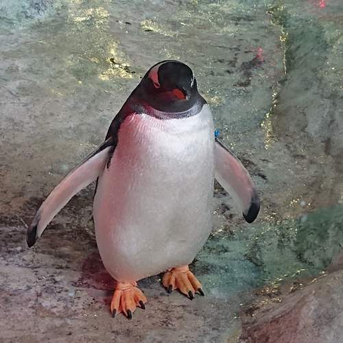 Photo #11944614
