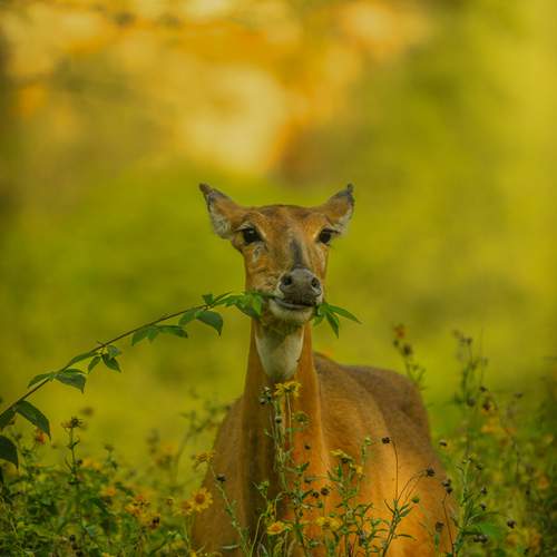 Photo #11945357