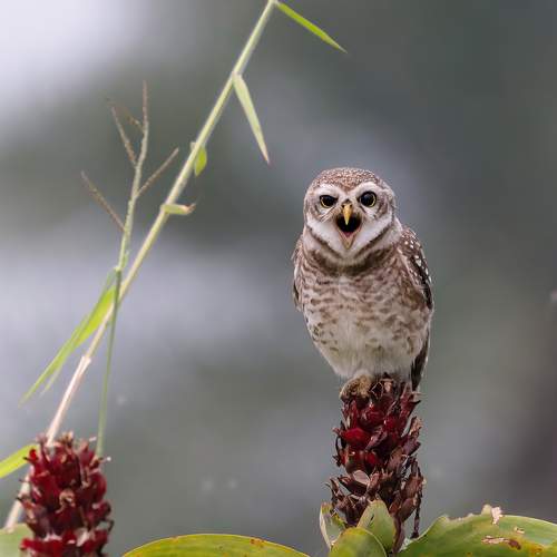 Фотография #11945830