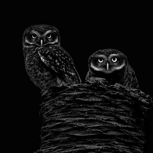 Фотография #11945831