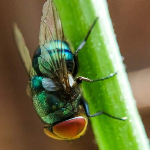 Green afly