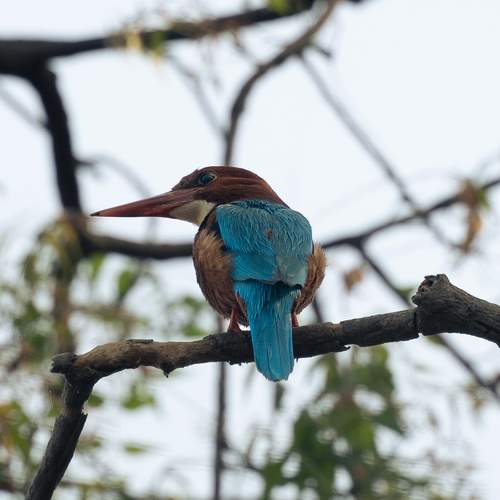 Photo #11946278