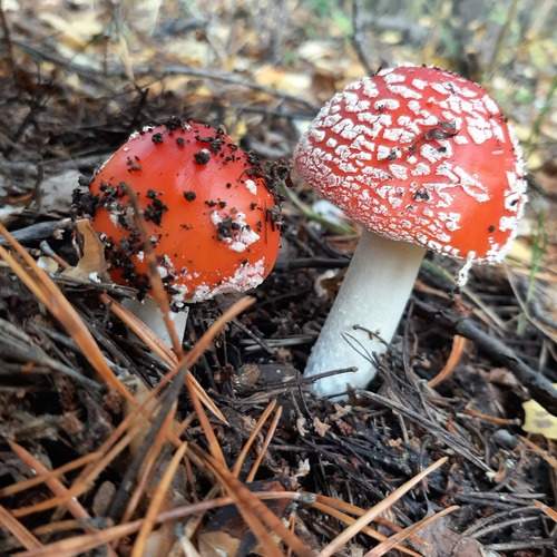 Photo #11946933