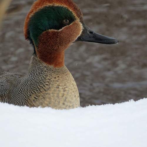 Photo #11947020