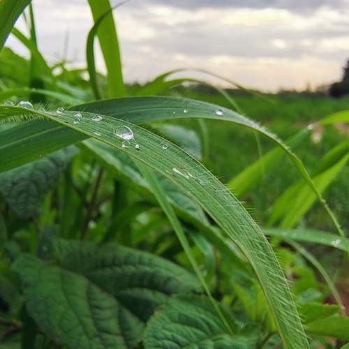Droplets after a drizzle