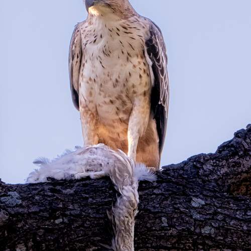 Changeable Hawk-eagle hunting birds