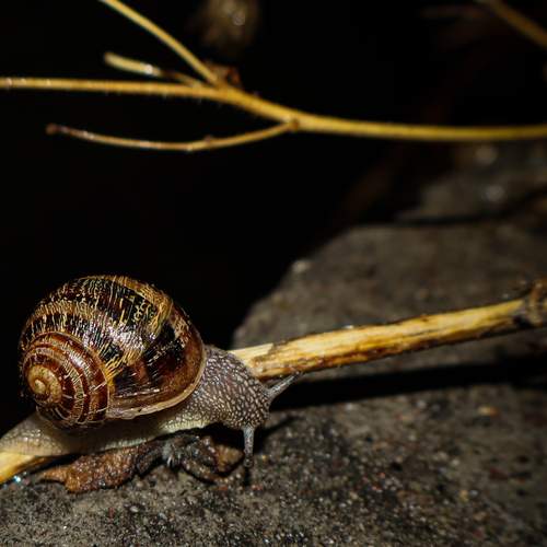 Photo #11947268