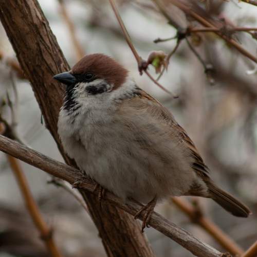 Photo #11947807